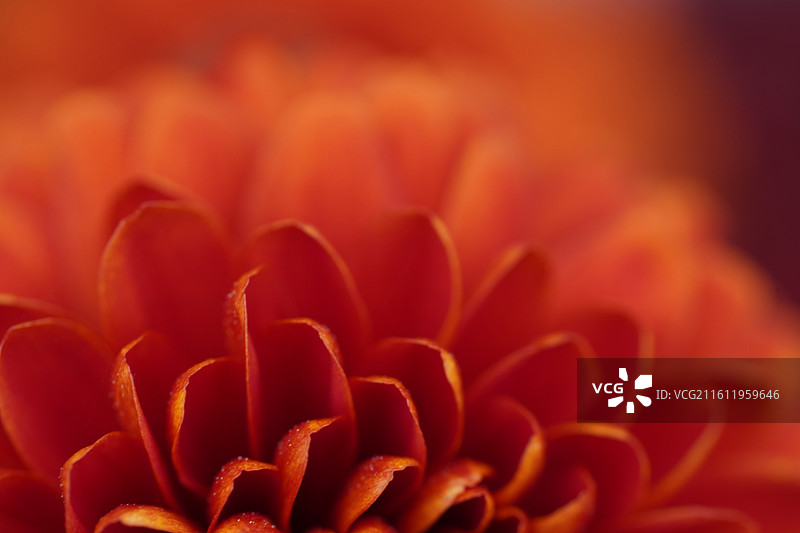 唯美粉色红色黄色菊花花朵微距特写图片素材