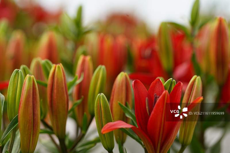 黄色红色百合花花苞花蕾花朵细节特写微距图片素材
