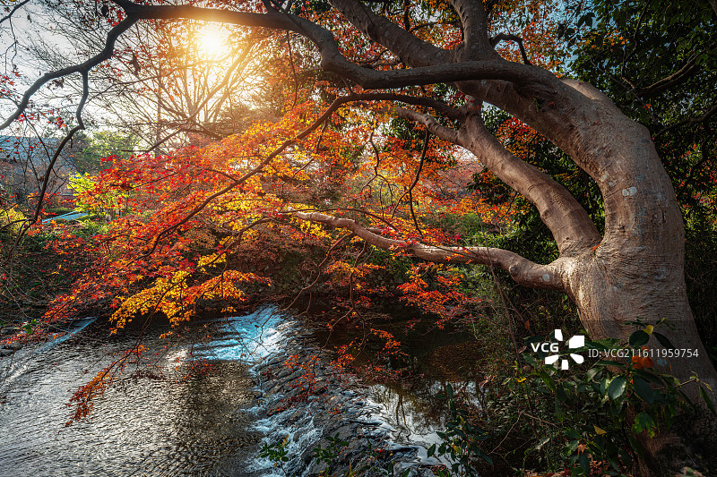 日落时河边的枫树|京都八濑比睿山口图片素材