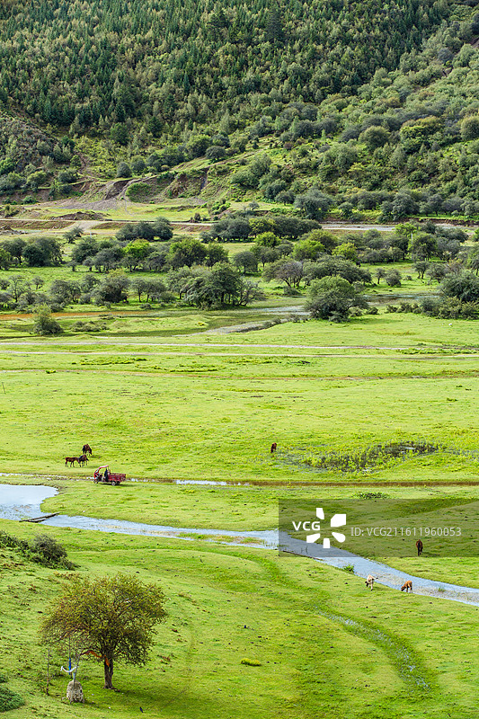 中国云南省迪庆藏族自治州香格里拉草地风光图片素材