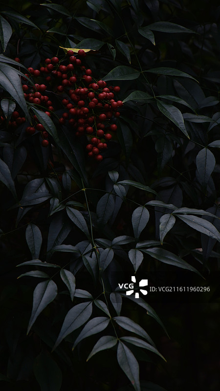 南天竹特写图片素材