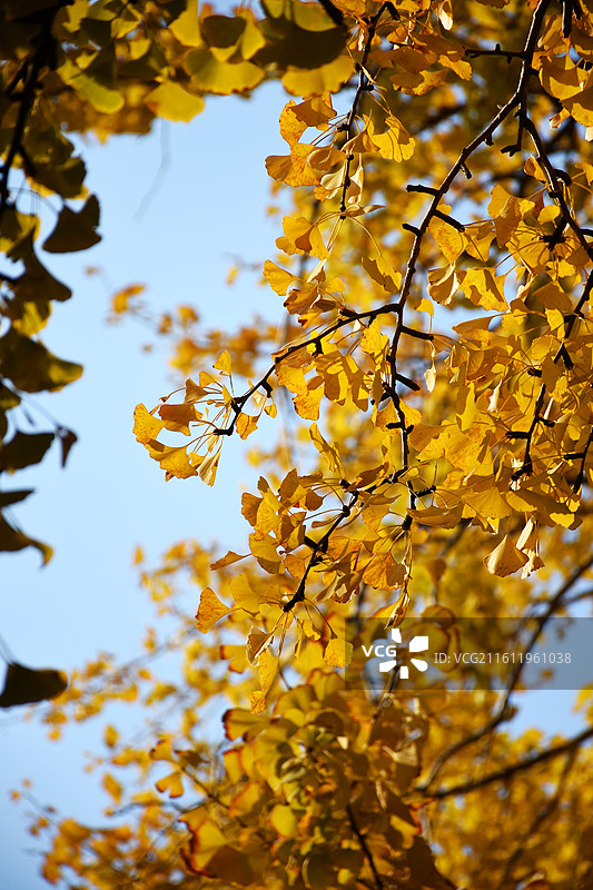 银杏，拍摄于上海市奉贤区南桥镇二严寺图片素材