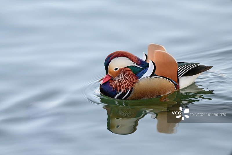 鸳鸯 鸟图片素材