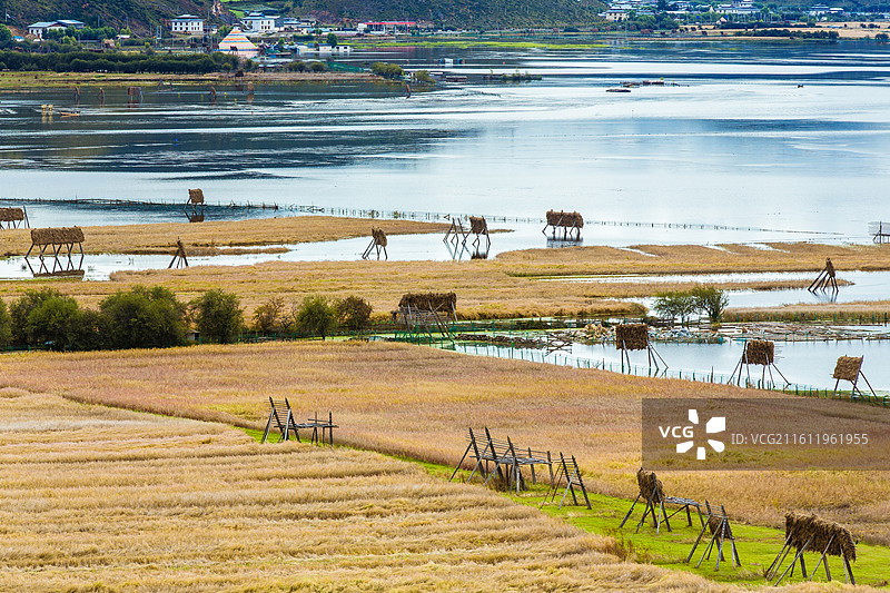 中国云南省迪庆藏族自治州香格里拉县纳帕海自然保护区图片素材