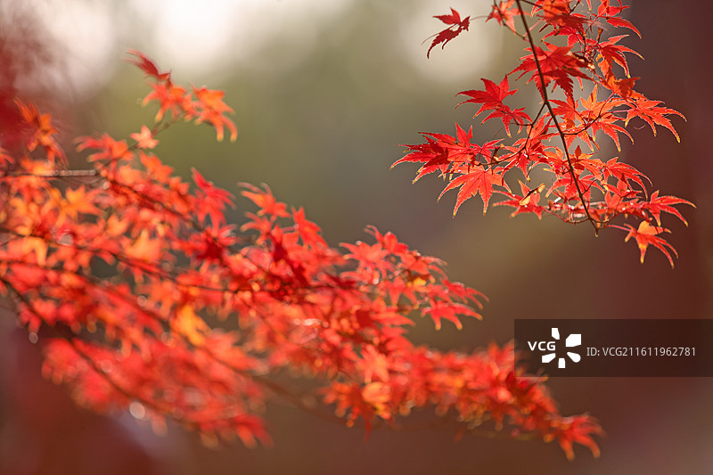 秋天变红的枫叶特写图片素材