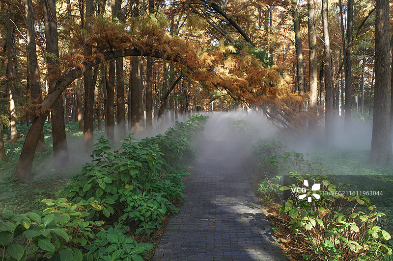 江苏泰州兴化李中水上森林公园图片素材