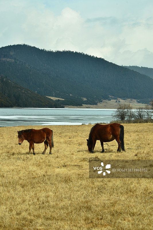 普达措国家森林公园的马图片素材