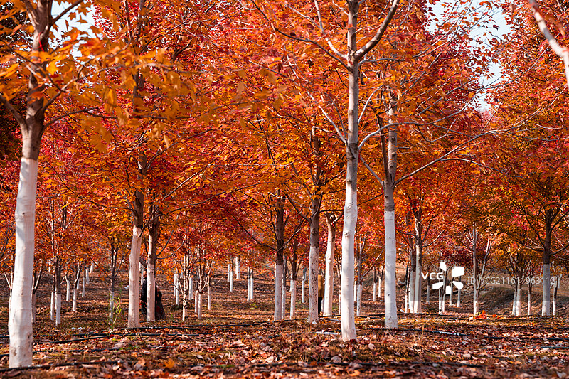 文华学院红枫林秋景 秋日晴空林间自然风景图片素材