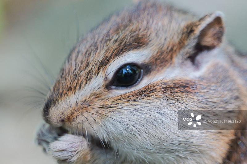 花栗鼠图片素材