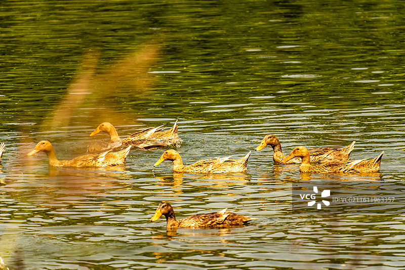 散养在河流里游泳觅食的家鸭麻鸭子图片素材
