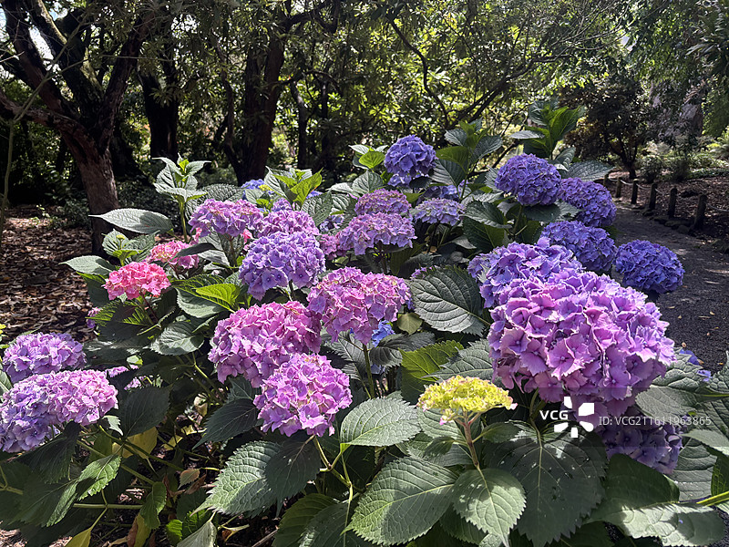 基督城植物园和雅芳河图片素材