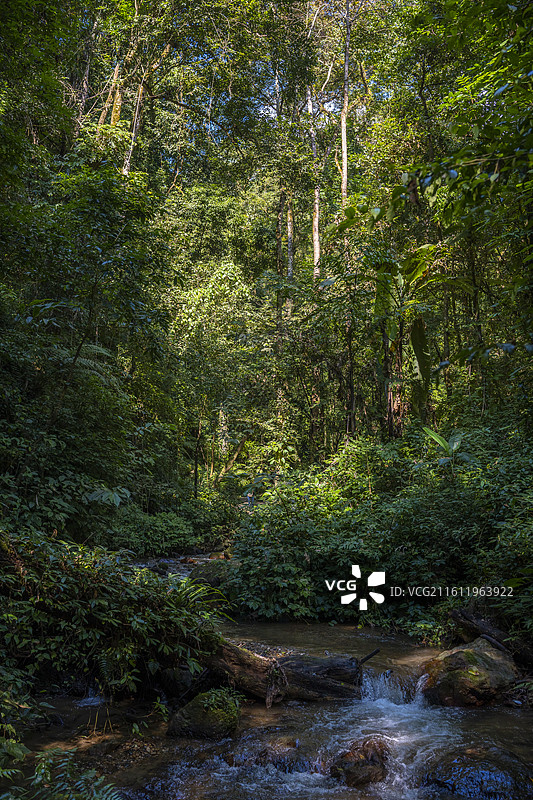 云南德宏热带雨林植物图片素材