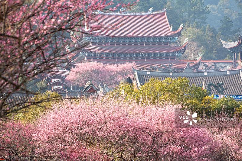 梅花与古建筑  福建福州林阳寺风光图片素材