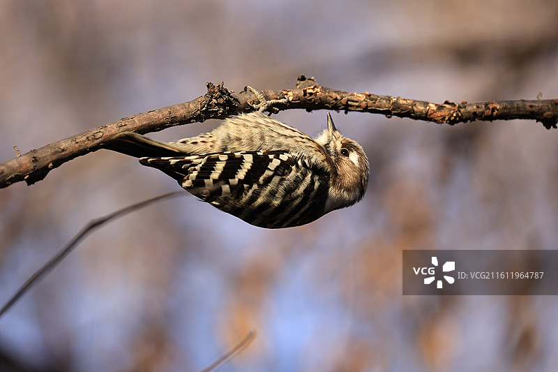 倒挂的小星头啄木鸟图片素材