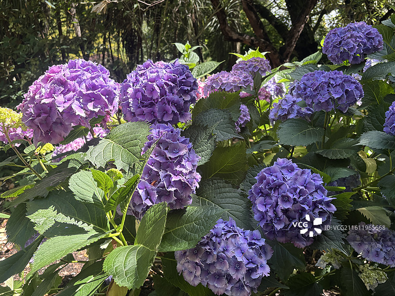 基督城植物园和雅芳河图片素材