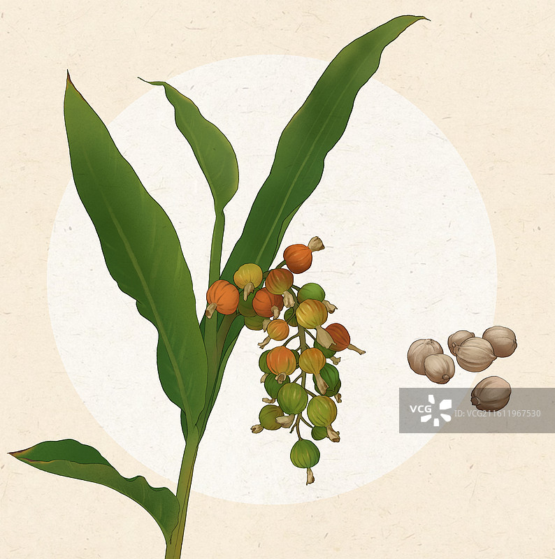 白豆蔻 白蔻 豆蔻图片素材