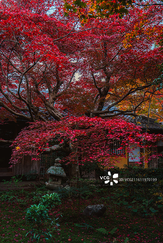 日本红叶季，京都岚山区域，极少开放，满园红叶的厌离庵。图片素材