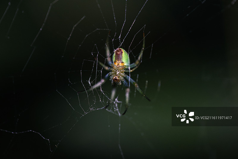 蜘蛛图片素材