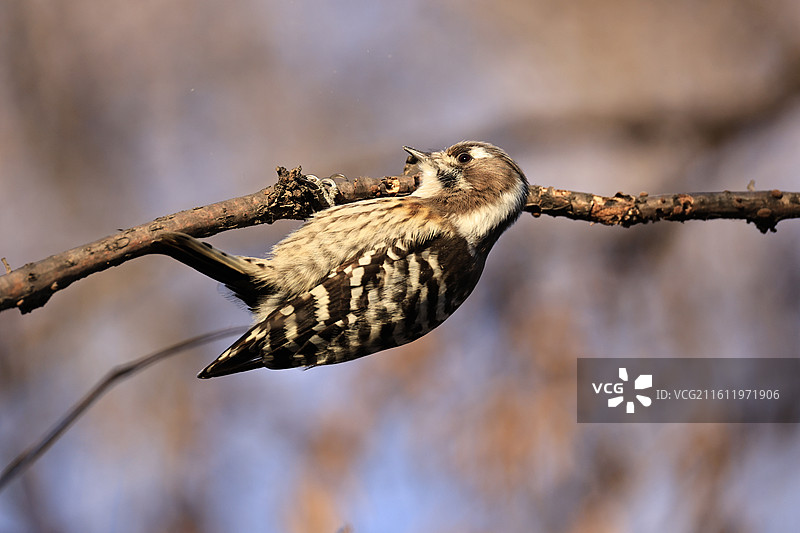 倒挂的小星头啄木鸟图片素材