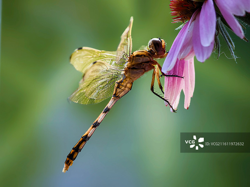 花上蜻蜓图片素材