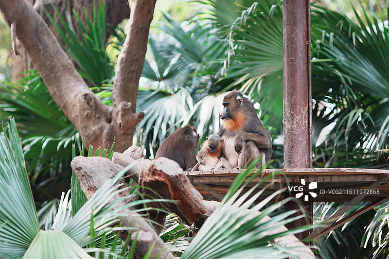 山魁一家图片素材