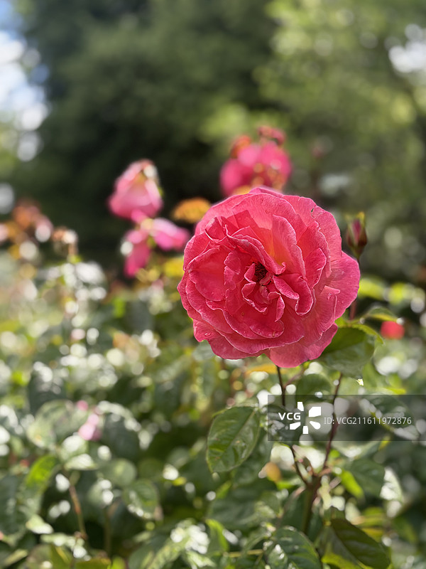 基督城植物园和雅芳河图片素材