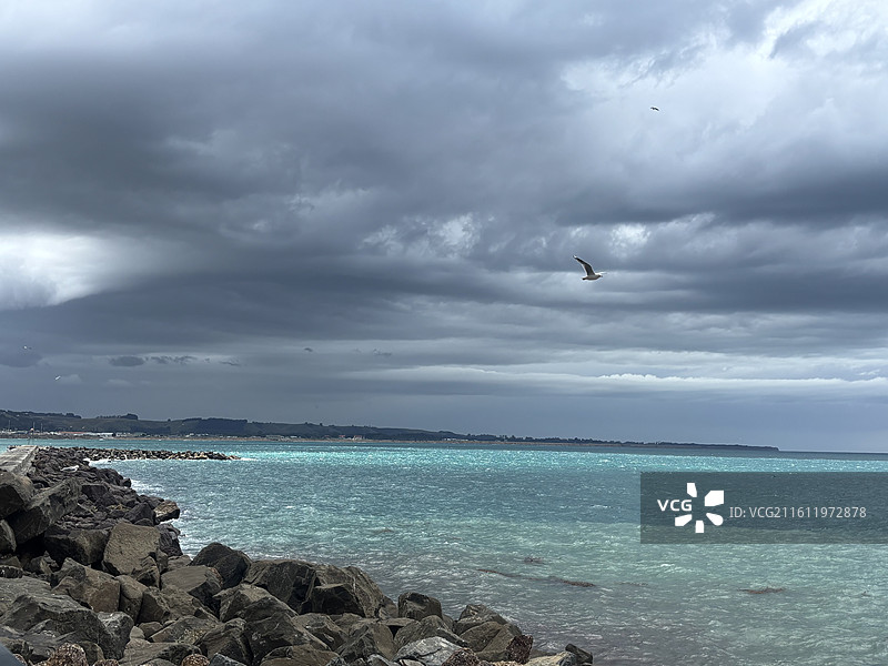奥马鲁海滩海狮图片素材