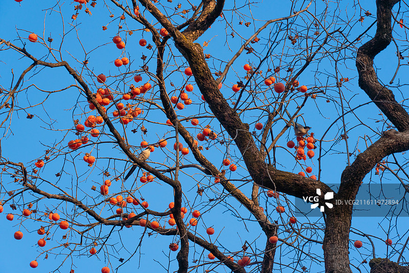 柿子树柿子图片素材