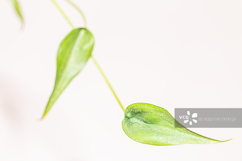 嫩叶图片素材