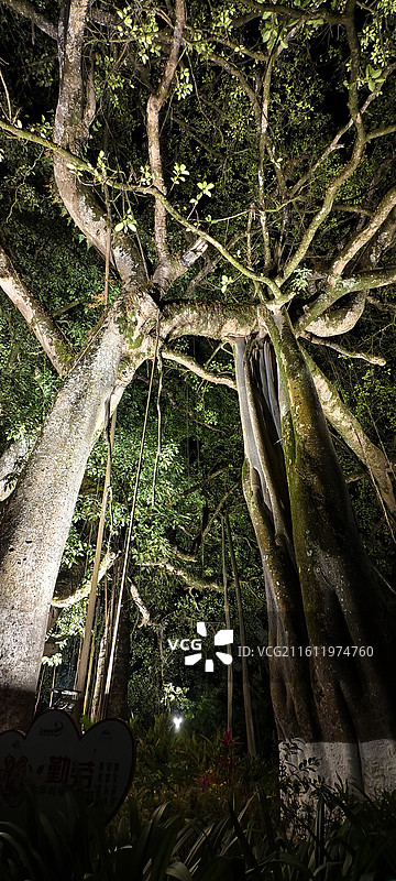 云南普洱～思茅区-到生根公园，榕树树龄约800年图片素材