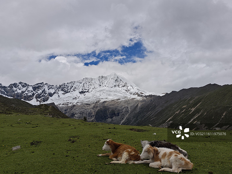 西藏库拉岗日雪山和雪山下草原上的三头小牛图片素材