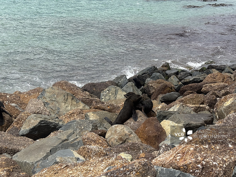 奥马鲁海滩海狮图片素材