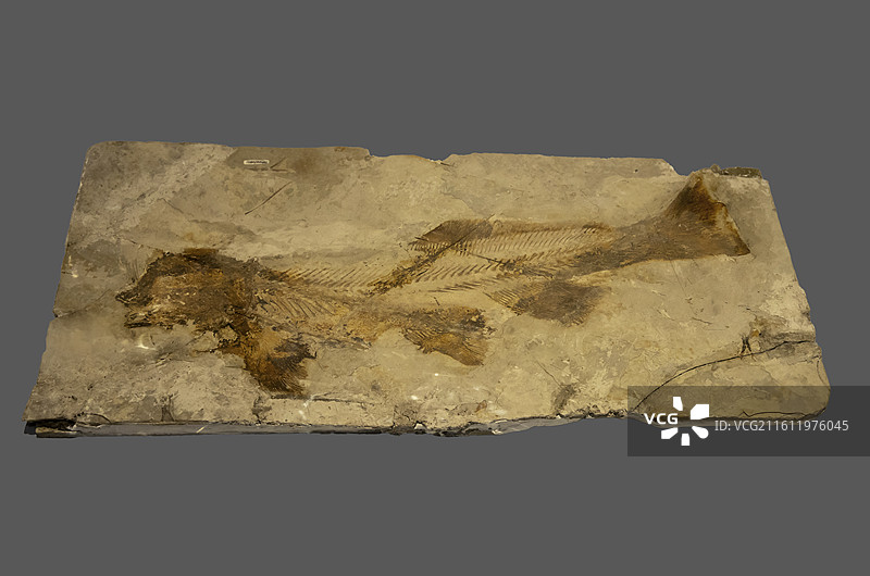 长背鳍燕鲟（归属：硬骨鱼纲；标本：TNP02775—1，化石；晚侏罗世—早白垩世；辽宁义县产）图片素材