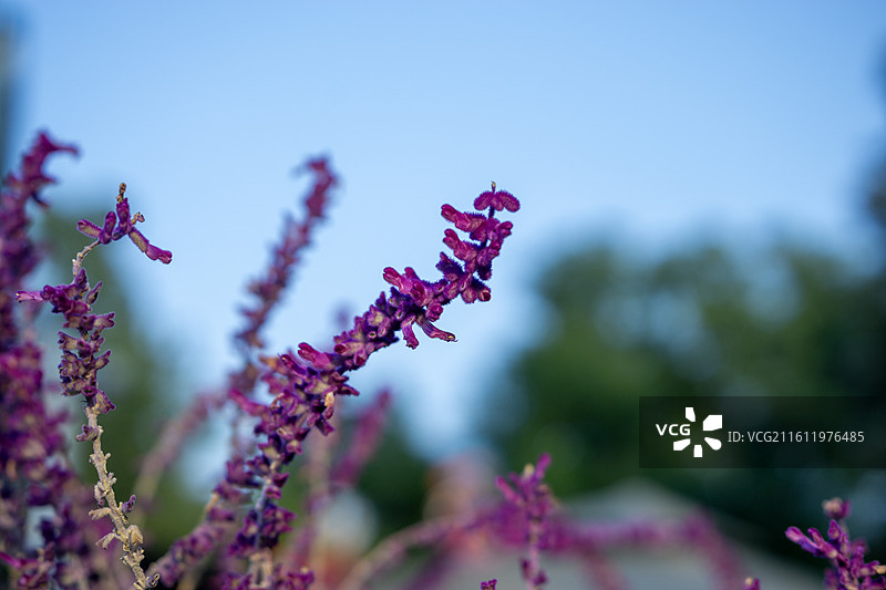 成都文化公园 墨西哥鼠尾草图片素材