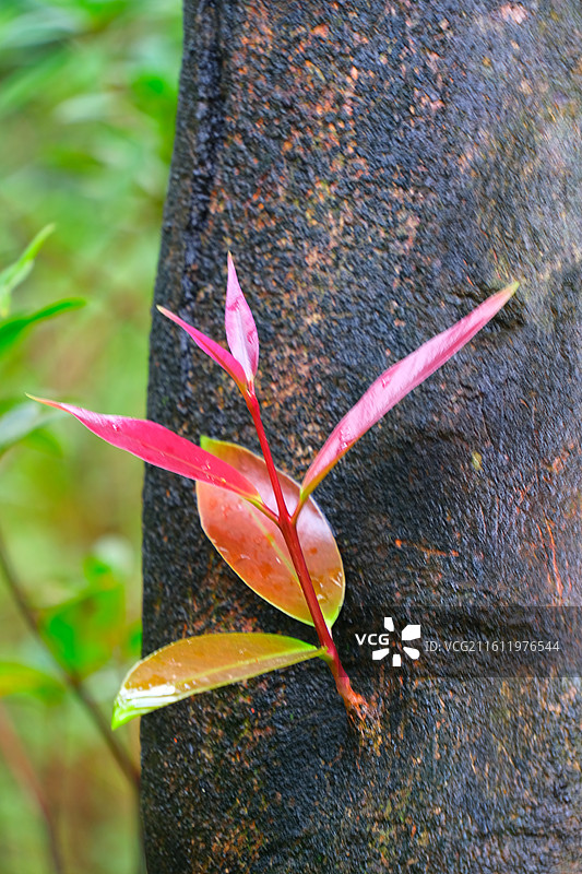 树木长的红色的嫩芽图片素材
