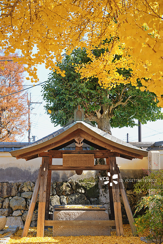 日本滋贺，秋天里的日式古建筑和金黄色的银杏树图片素材