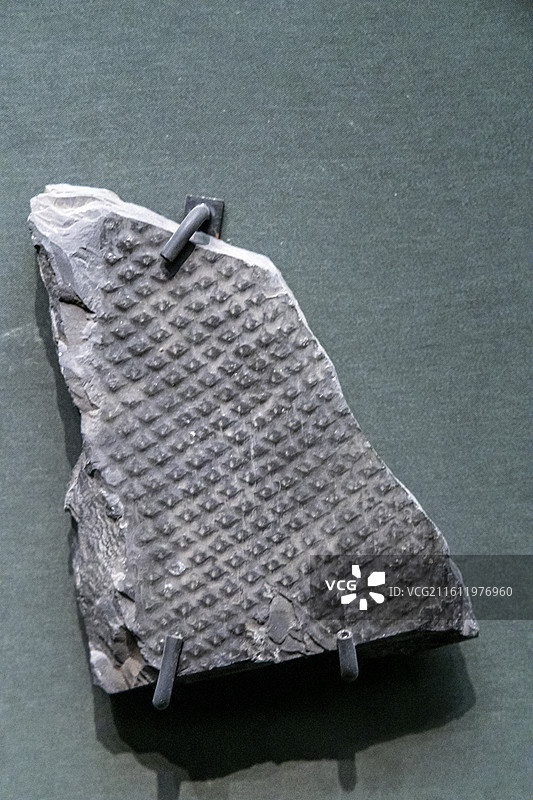 猫眼鳞木（归属：石松类；标本：TNP 50273，古植物化石；晚石炭世—晚二叠世早期；河北产）图片素材