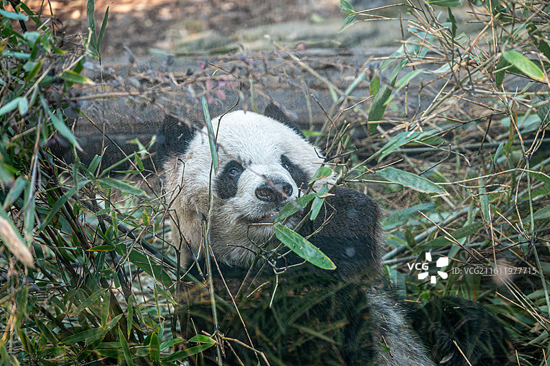 成都大熊猫繁育研究基地图片素材