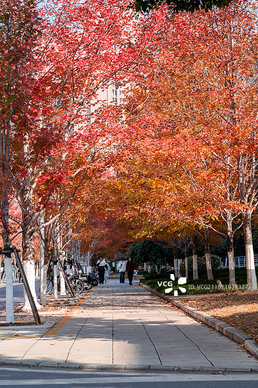 文华学院红枫大道秋日美景 红橙枫叶铺就校园道路 治愈系校园秋日风光图片素材