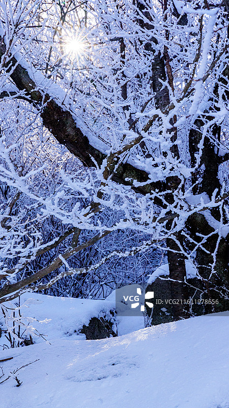 雪后天晴，崂山巨峰景区出现雾凇景观图片素材