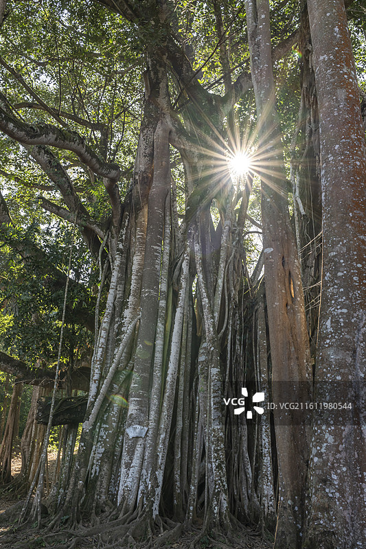 云南德宏热带雨林植物图片素材