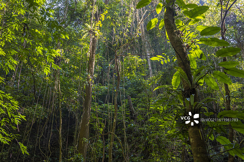 云南德宏热带雨林植物图片素材