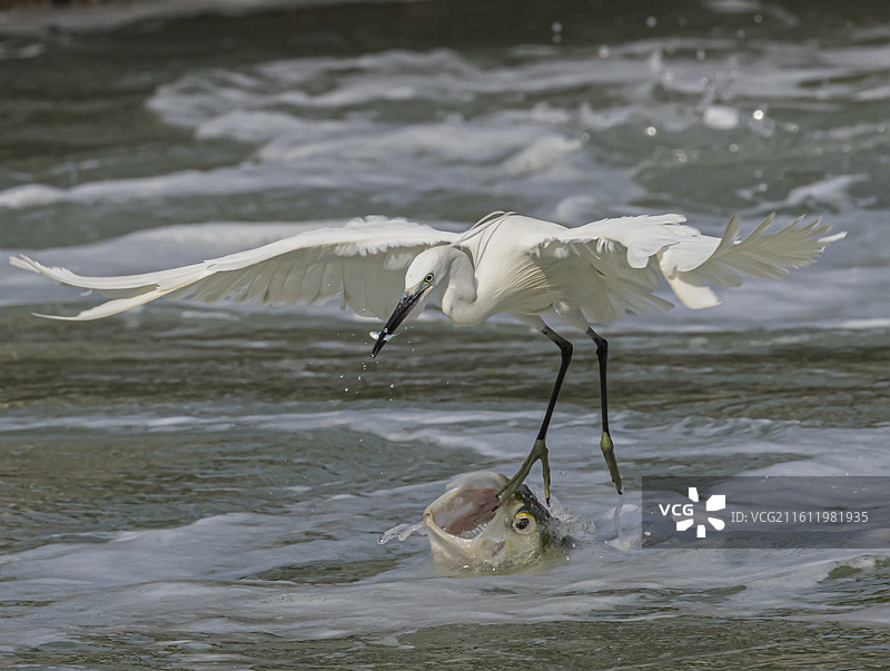 厦门筼筜湖白鹭捕鱼图片素材