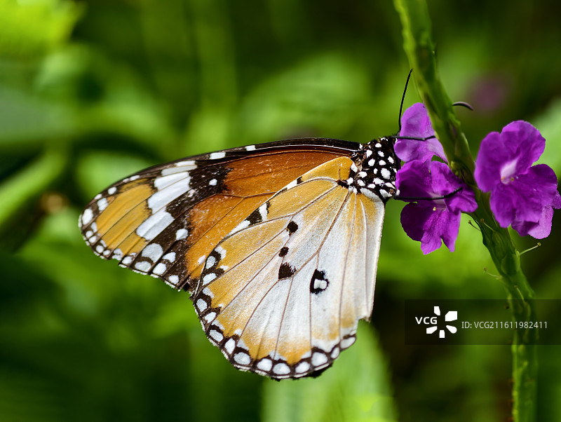 金斑蝶与假马鞭花图片素材