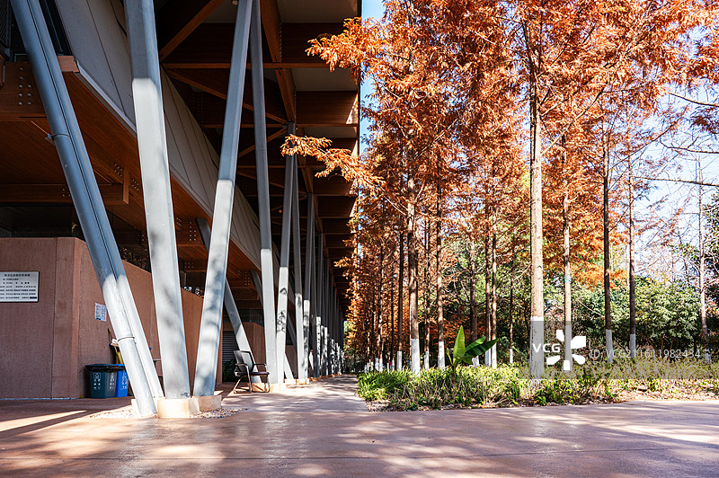 暖阳下的红杉树与光影斑驳的小路图片素材