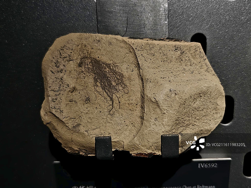 中华细丝藻 早寒武世 云南昆明 中国地质博物馆藏图片素材