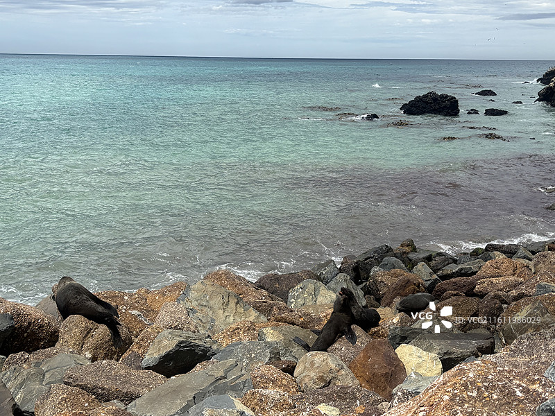 奥马鲁海滩海狮图片素材