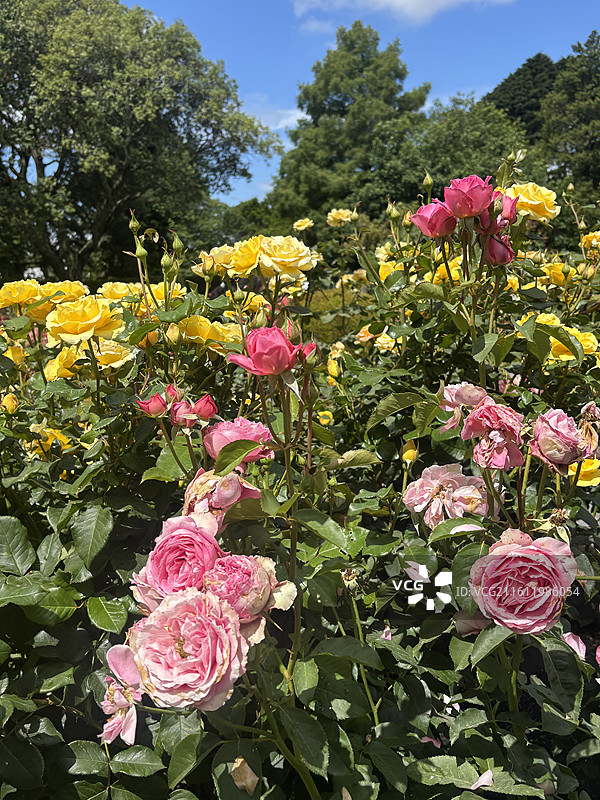 基督城植物园和雅芳河图片素材