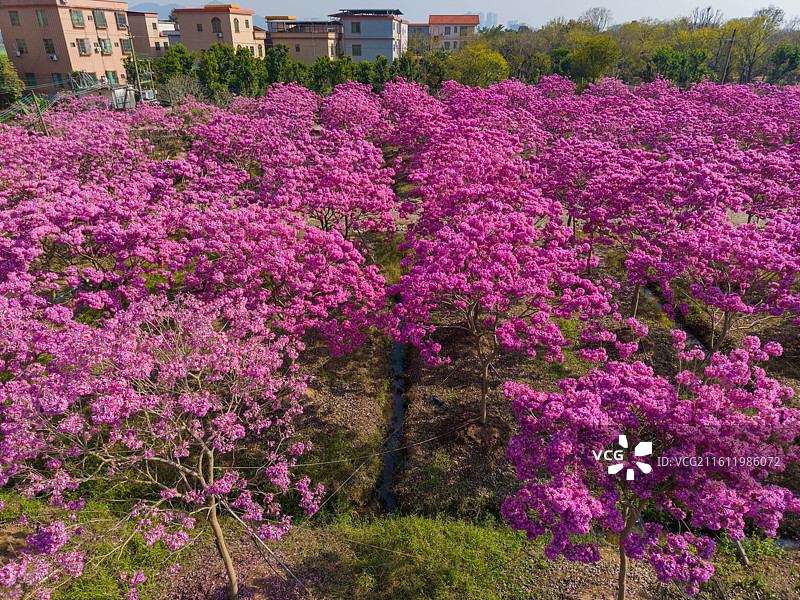 广州市南沙区，粉色风铃花图片素材
