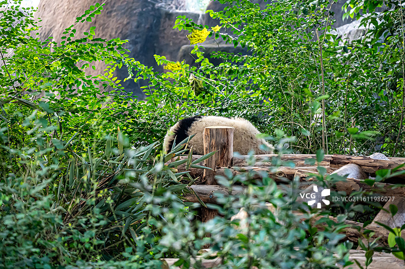 成都大熊猫繁育研究基地图片素材